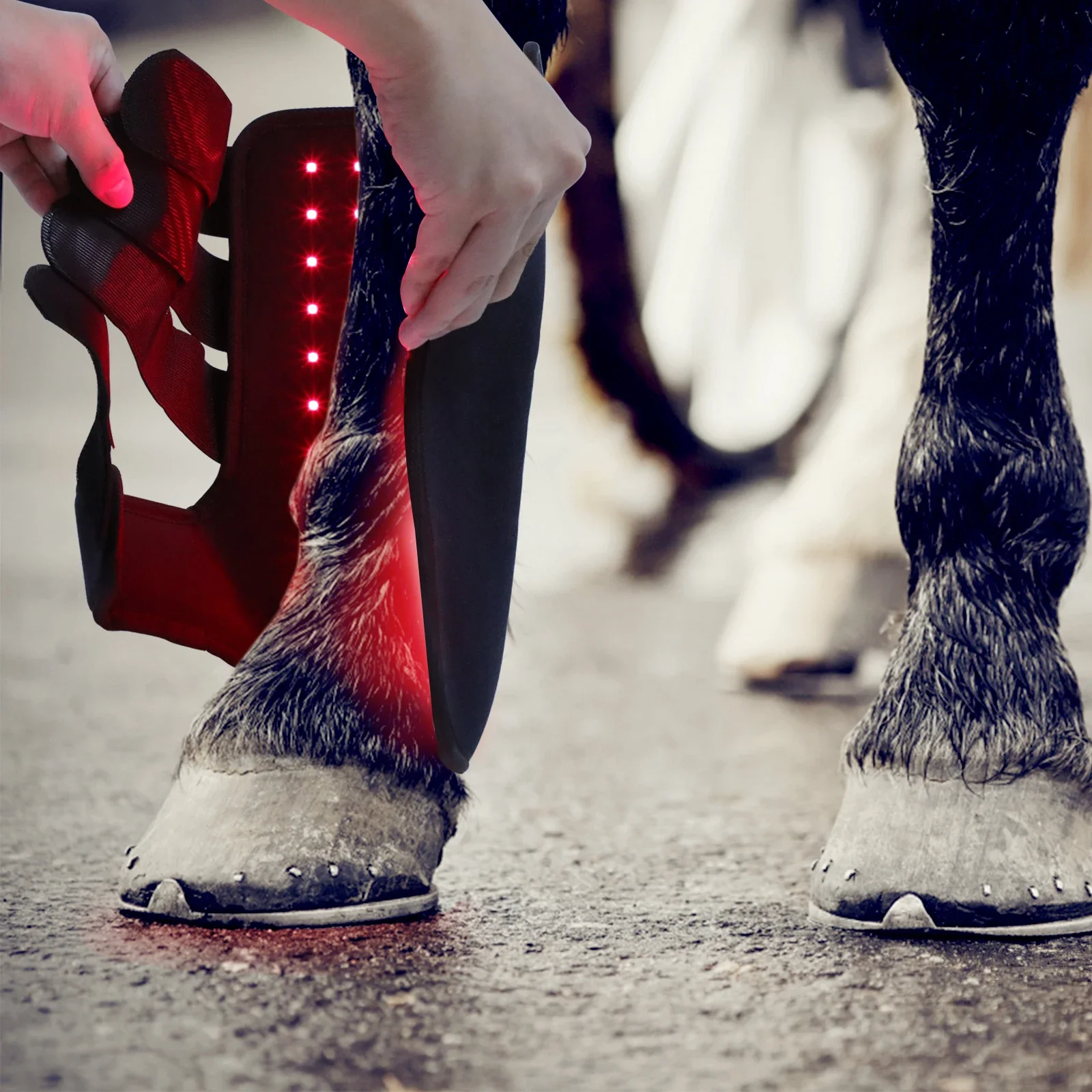New 660nm 850nm Red light ther - Brushing Boot Horse review and price